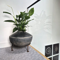 A large green plant in a dark round ceramic pot on a metal stand, placed on a patterned rug against a white wall with a black picture frame and two framed circular artworks.