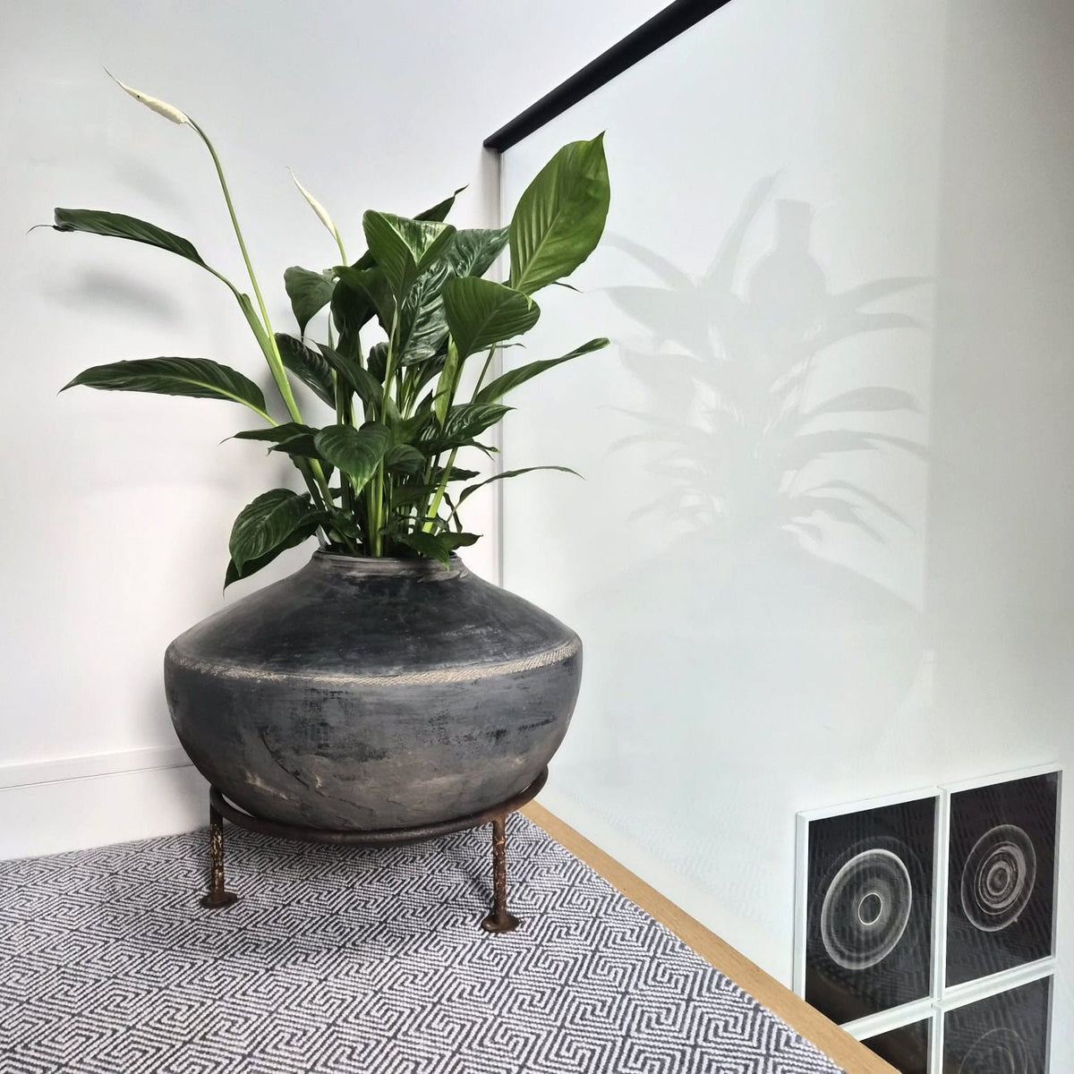 A large green plant in a dark round ceramic pot on a metal stand, placed on a patterned rug against a white wall with a black picture frame and two framed circular artworks.